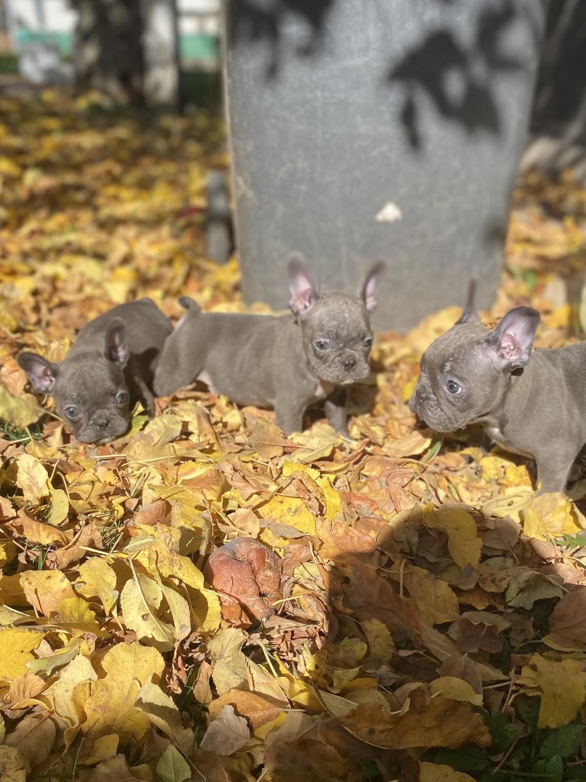 Син Френски булдог Blue French bulldog