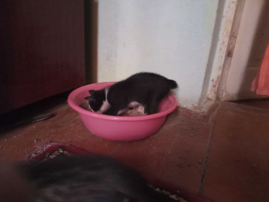 Котята мальчики  мушук болалари