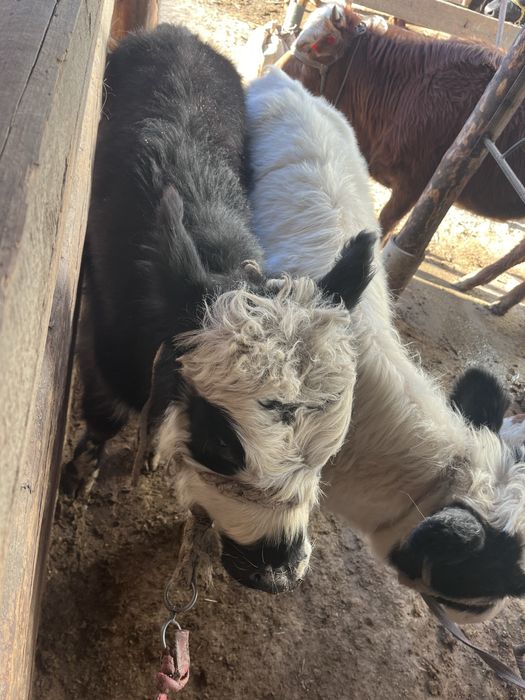 Еки еркек бузау