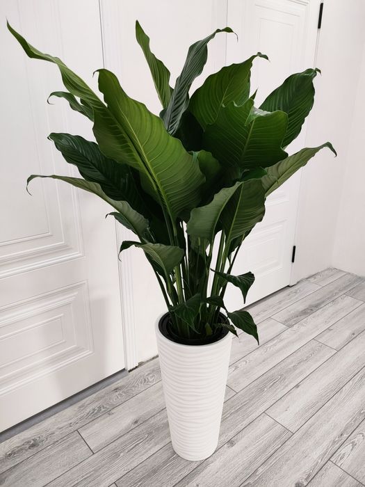 Комнатные цветы, доставка