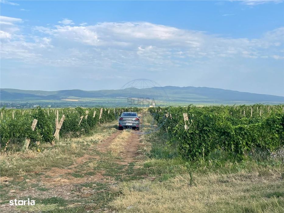 Vie De  Vanzare ,  Bolotesti