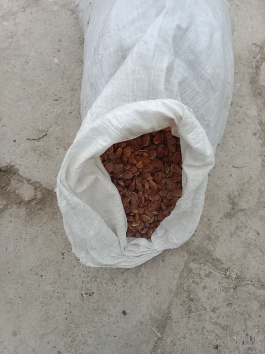 Залдори  Донак сотилади бутун донак