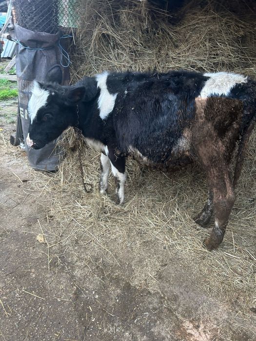 Продавам 2 броя Мъжки Телета