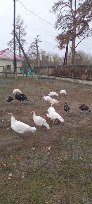 Продам индюки село каштак