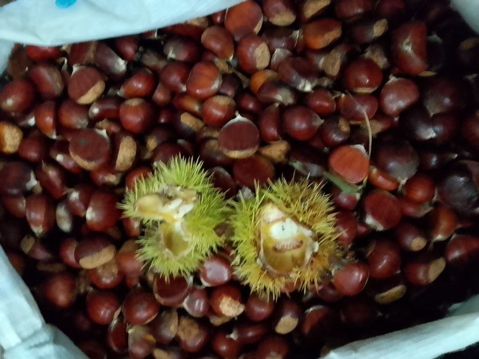 Nuci chandler.Aluni.Lemn foc.Nuc negru.Trandafiri Pom.Ciresi.Castan...