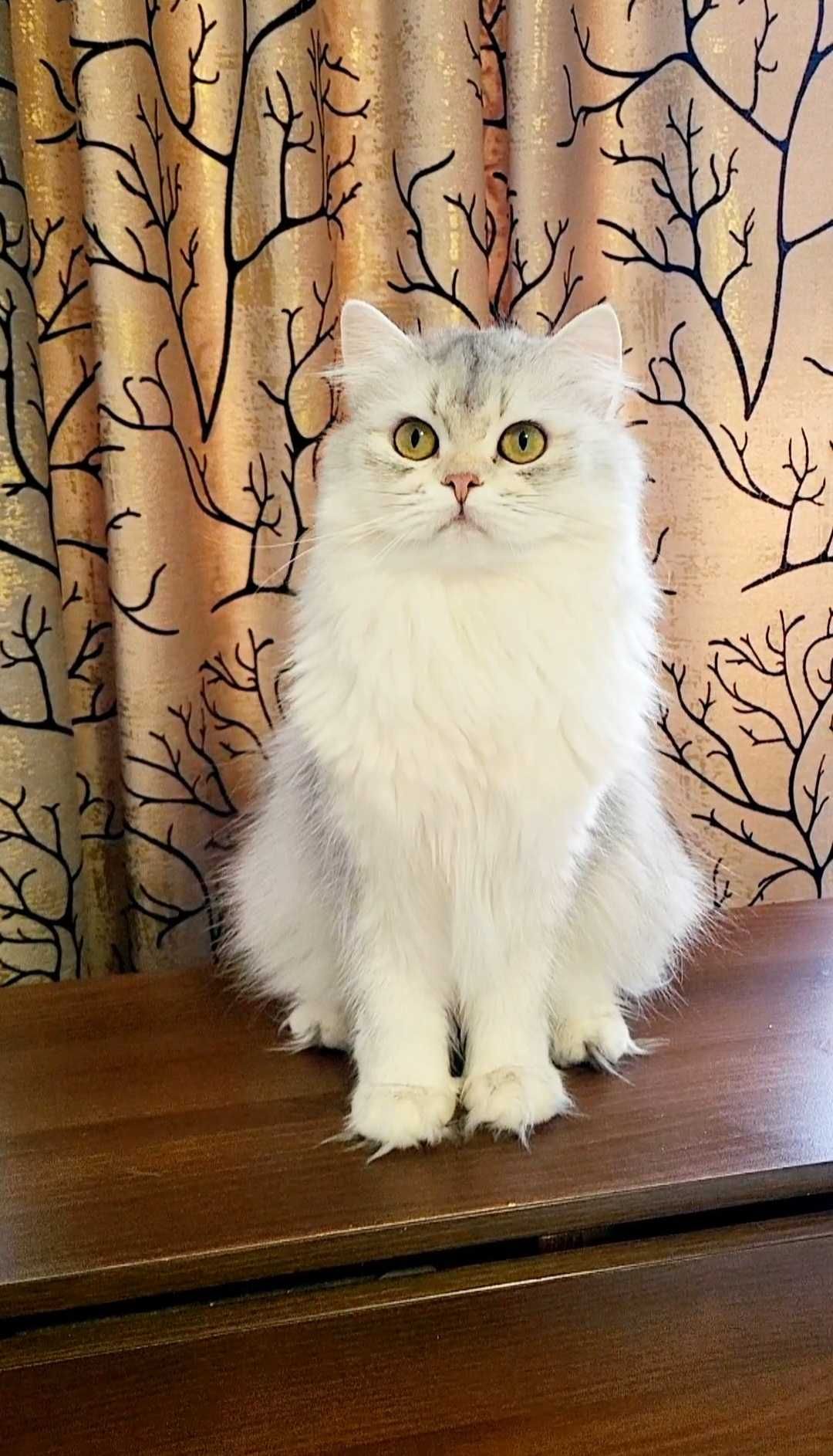 British longhair cu pedigree fetita
