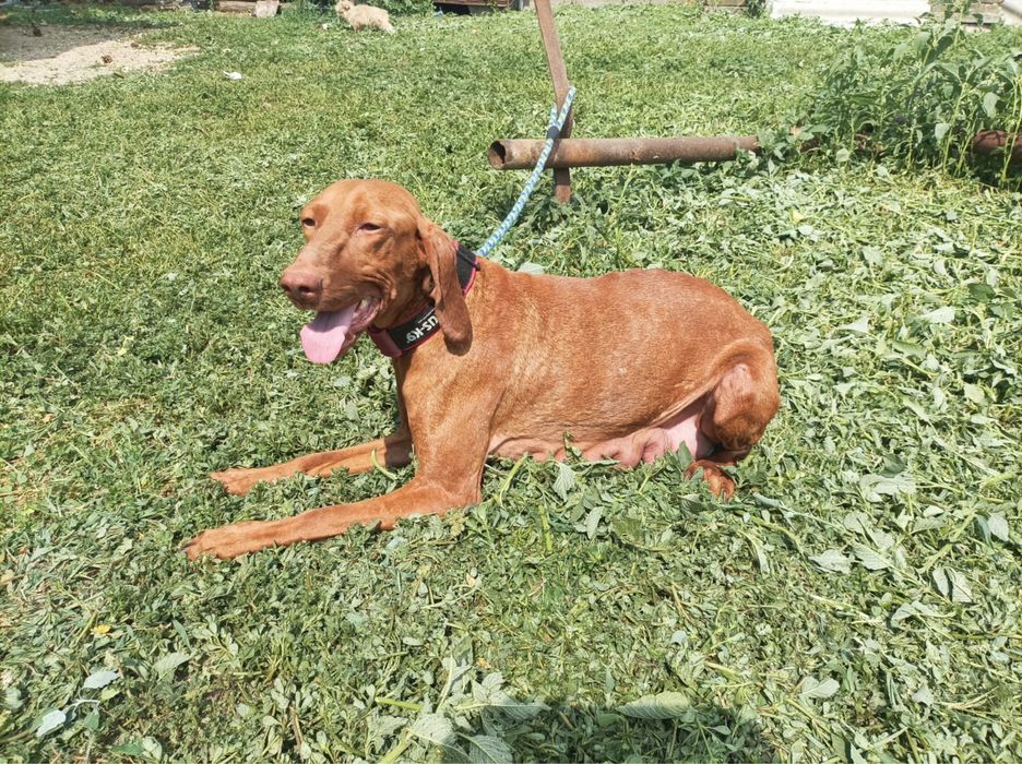 Viszla, vizsla maghiara 2 ani