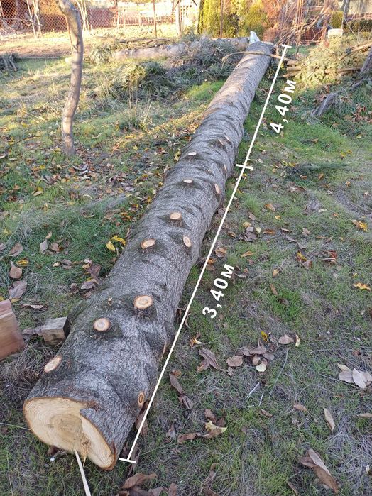 Борови трупи 3 броя - София