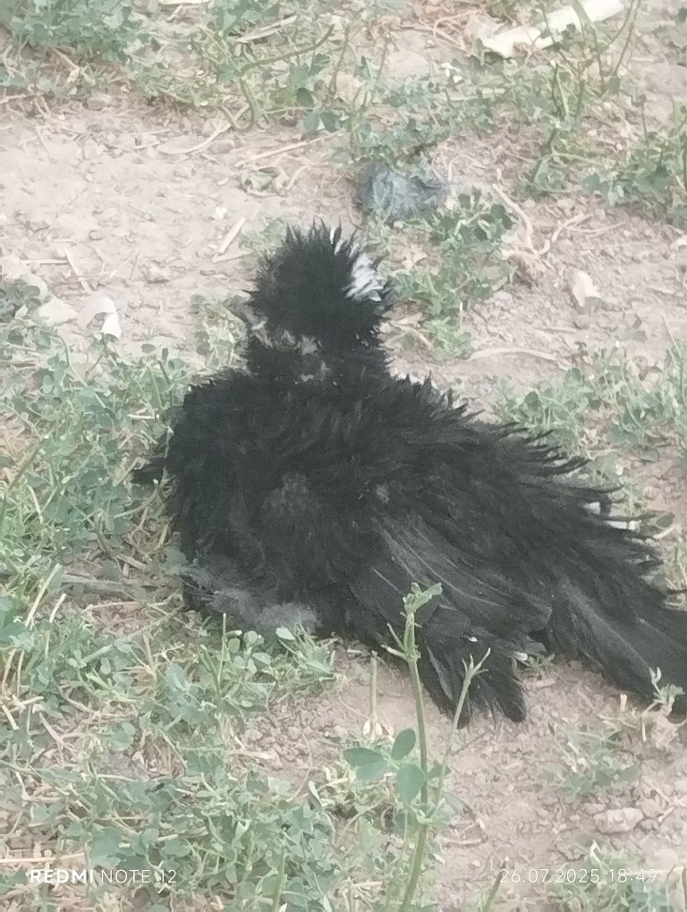 Тескари пат японлар