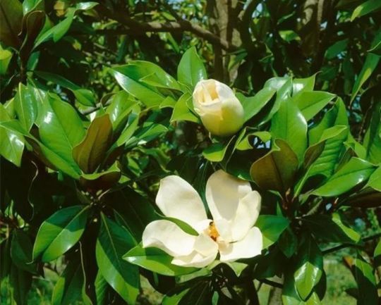 Magnolia Grandiflora la Ghiveci