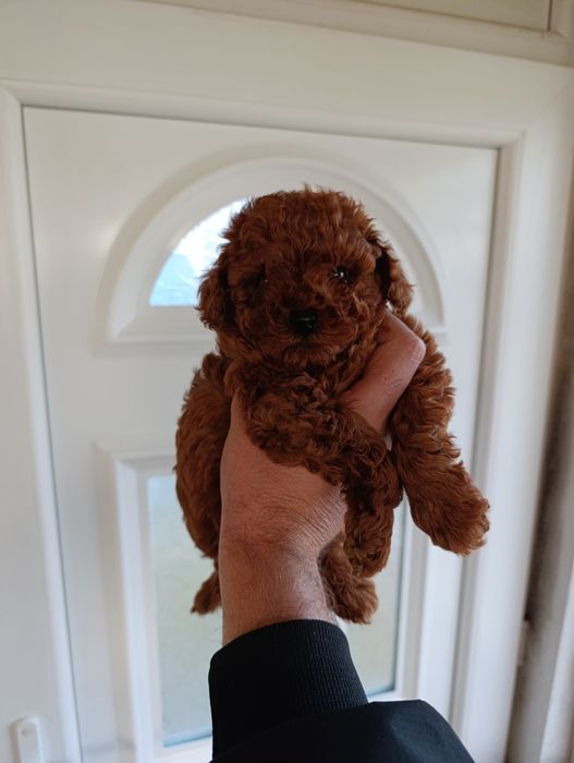 Той пудел (teacup)