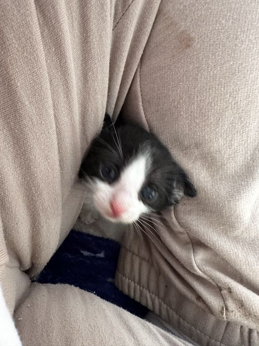 Pisoi adoptie pisica pui
