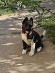 Pui akita american - mascul