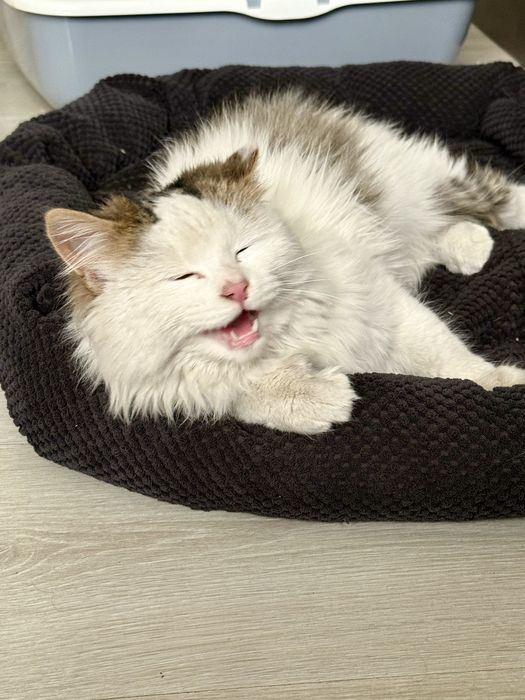 Котенок Сырок ищет дом