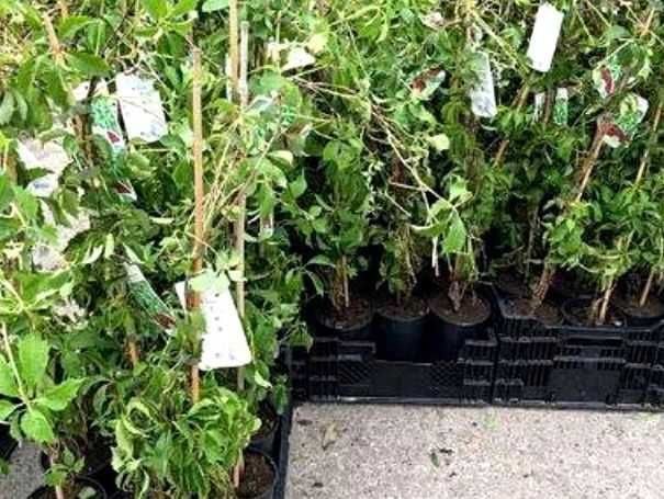 Vita de Canada (Parthenocissus quinquefolia) oferta  100 buc