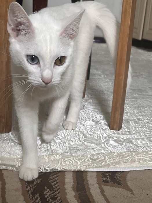 Вязка кошки ищем кота