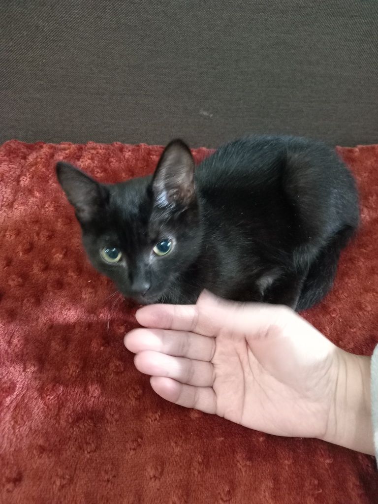 Отдадим котёнка, девочка, бесплатно