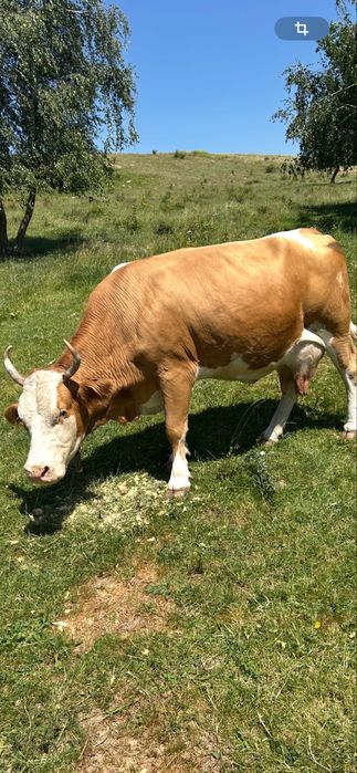 Vand 4 vaci gestante !