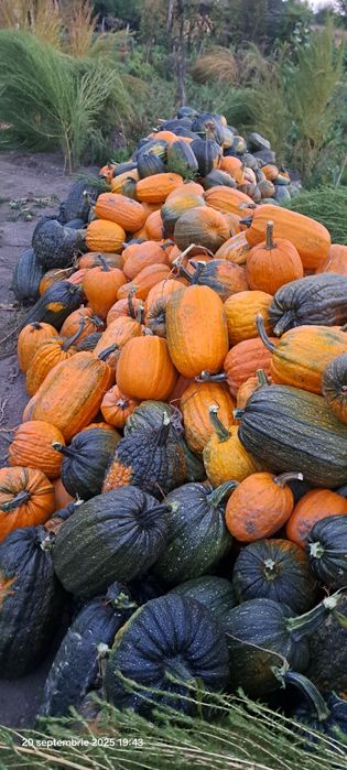 Vând dovleci comestibili sau pentru decor de Halloween