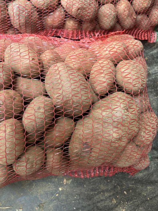 Cartofi rosii Bellarossa