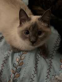 Пропал Сиамский кот 1,5 года с голубыми глазами, за вознаграждение !