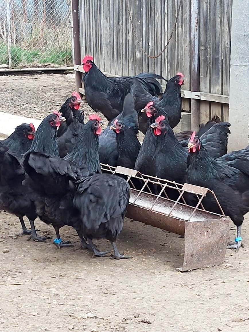 Australorp găini și. cocosi