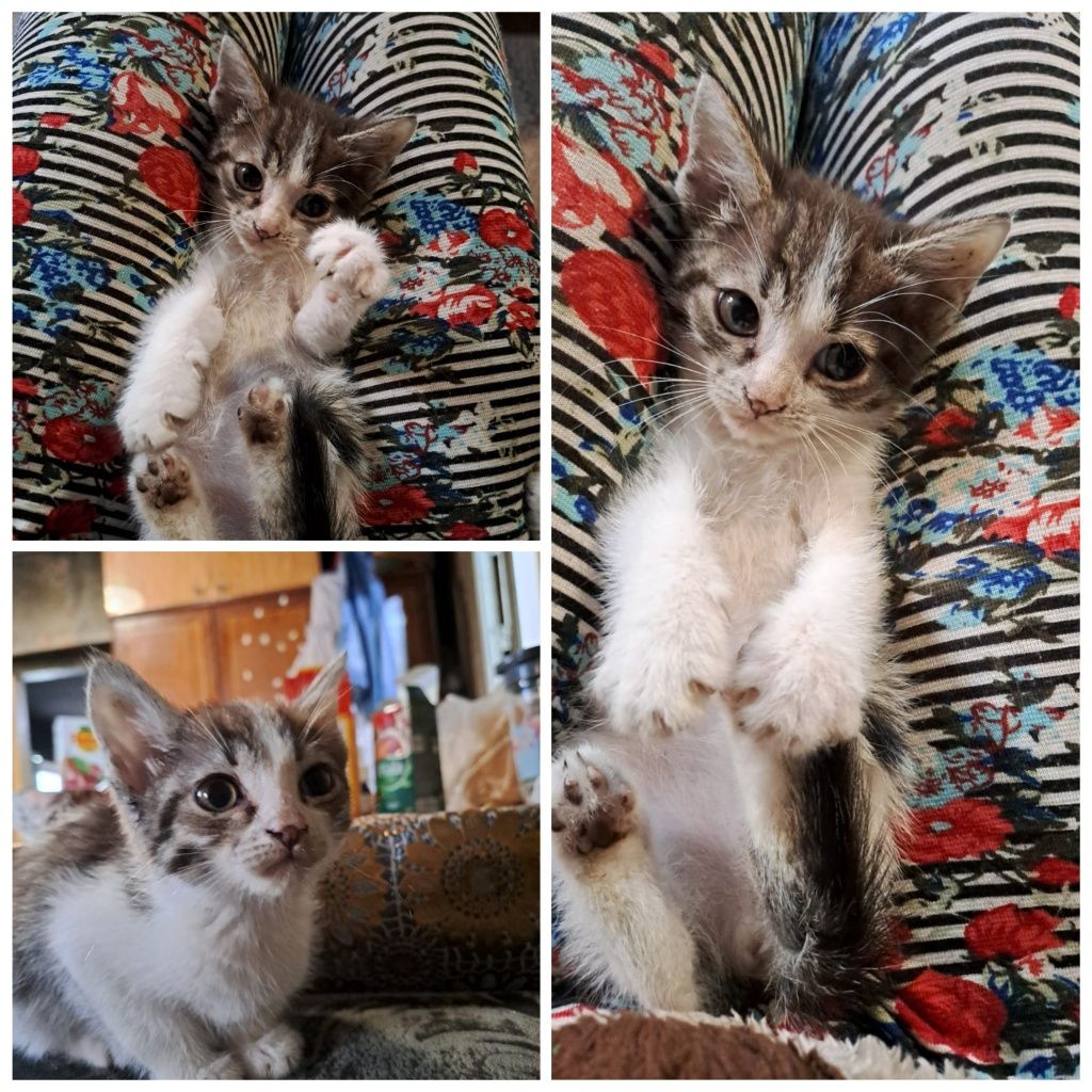Отдаю котенка Девочку