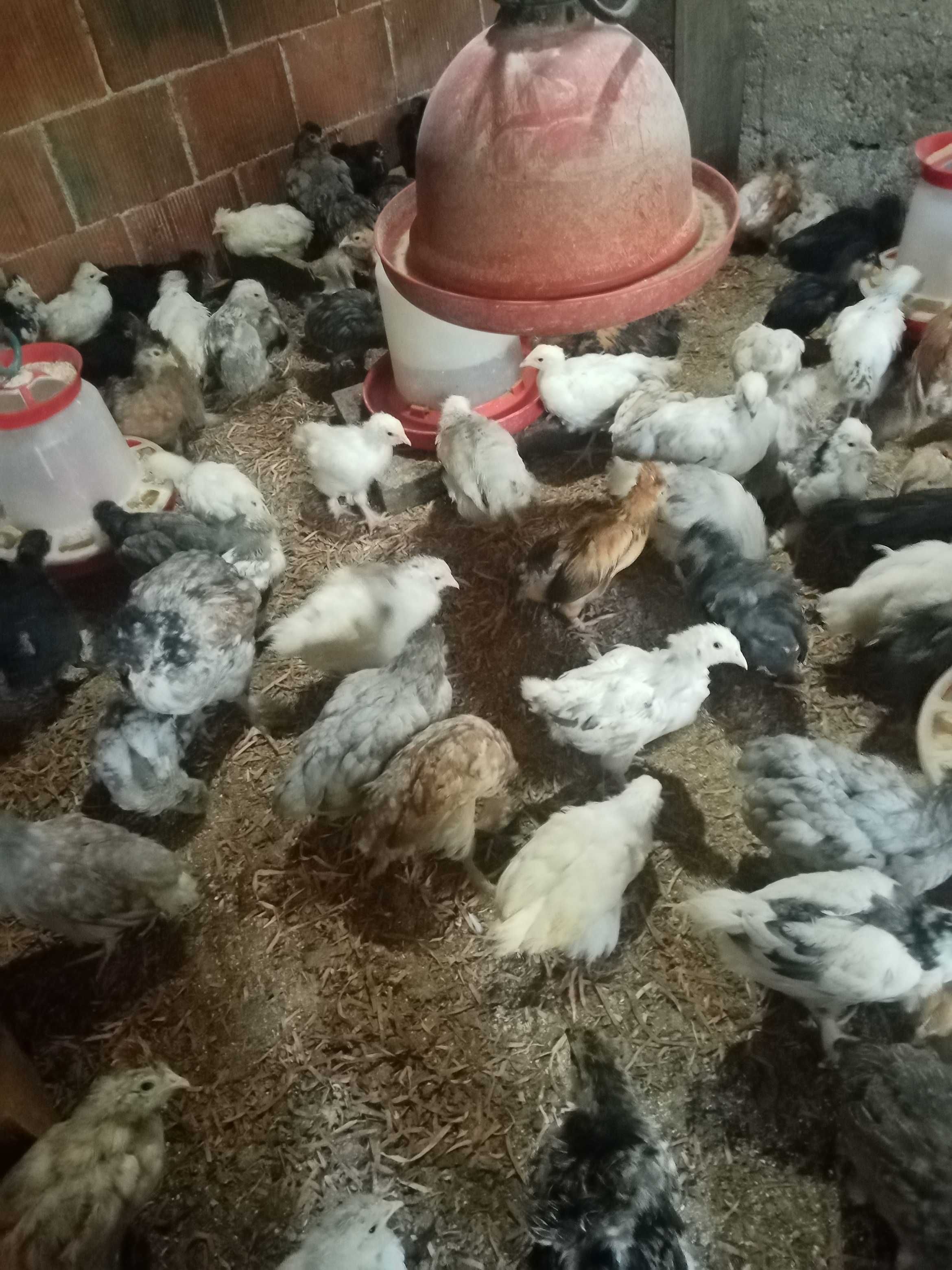 Vând pui de găină