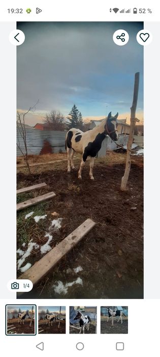 Кунан шыгар сатылады