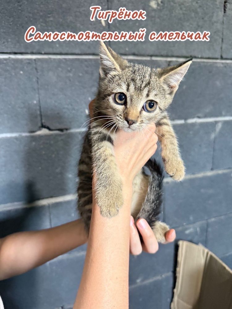 Котята ищут любящую семью