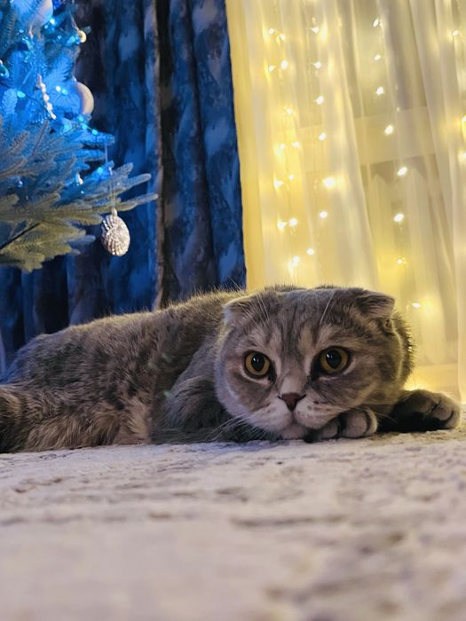 Кот Лео ищет новый дом