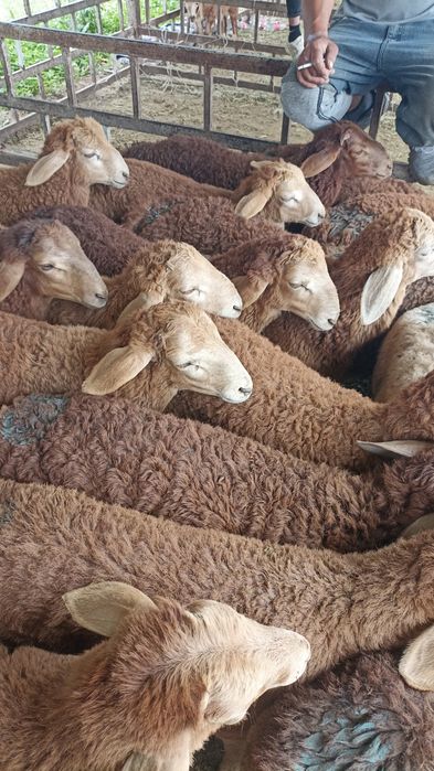 Кой кой кой бараны