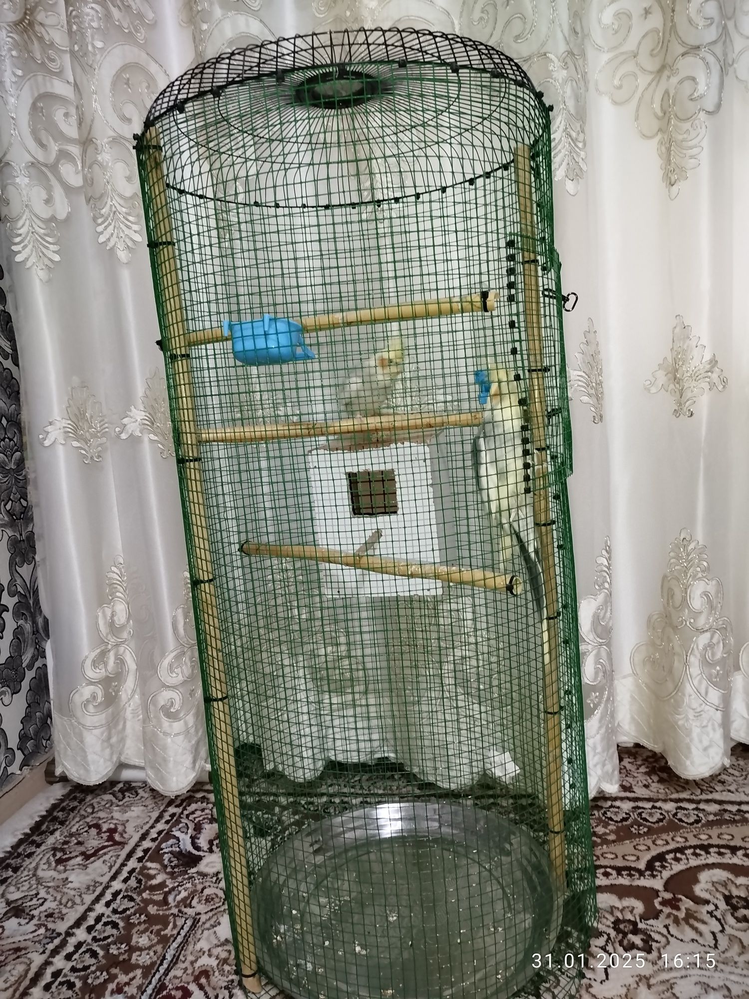 Продается попугаи