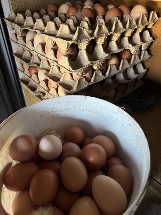 Продам домашние яйца