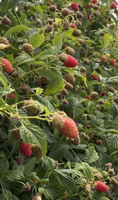 Разсад МАЛИНИ, мапема, енросадира, амира и др. ГОЛЕМИ КОЛИЧЕСТВА !