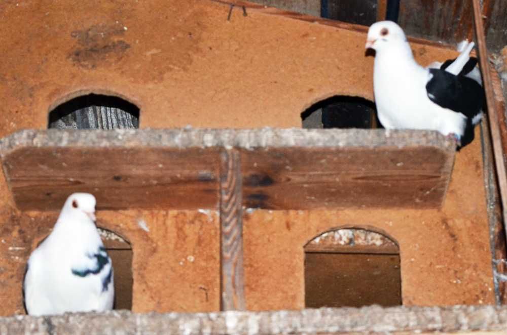 vand porumbei jucausi albi si pag pe negru