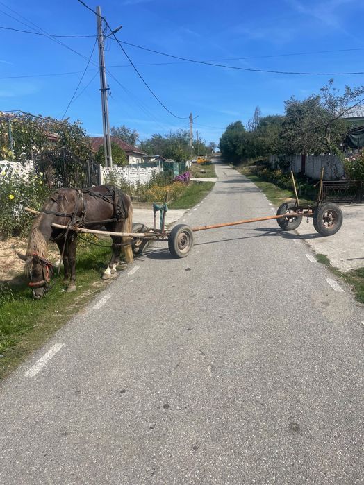 Armasar 6 ani de vanzare