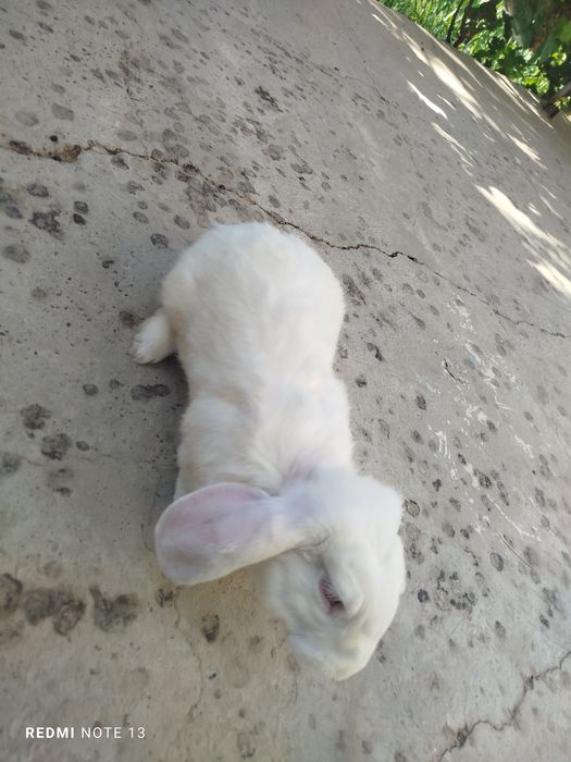 Zoʻr zotdor quyonlar sotiladi