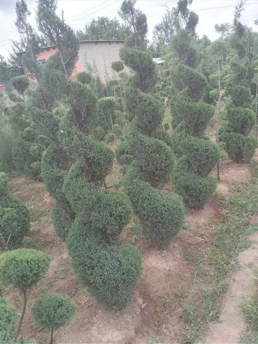 Можжевельник Спирал шаклда