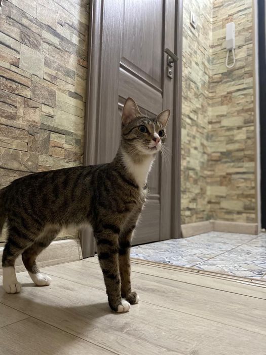 Отдам котов в хорошие руки