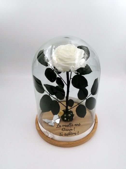 Trandafir Criogenat BiaRose mare 9cm in cupola mare de sticla 28-30cm