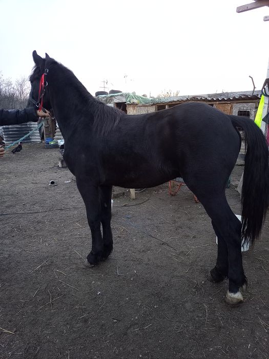 Mânz metis de Frizian