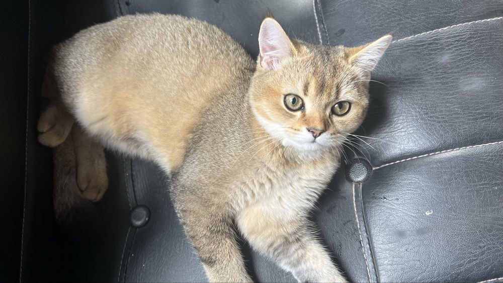 Продаются котята породы скотиш страйт шиншила в возрасте 4 месяца