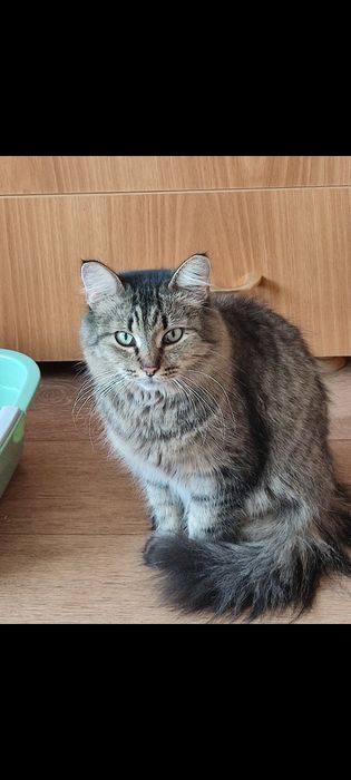 Кошечка ждёт лучшую семью