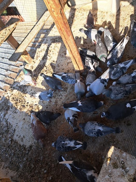 Vând porumbei voiajori