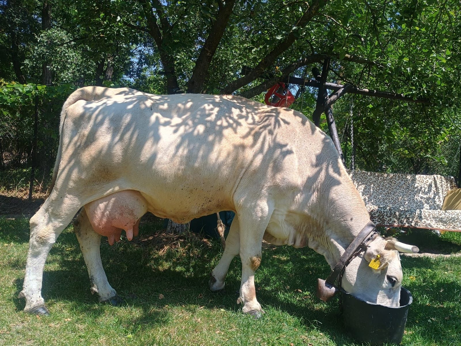Vând o vacă de 6 ani cu 15  litri de lapte pel zi