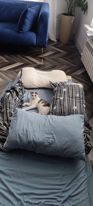 Ищем хозяйна, котенок 8-9 месяцев