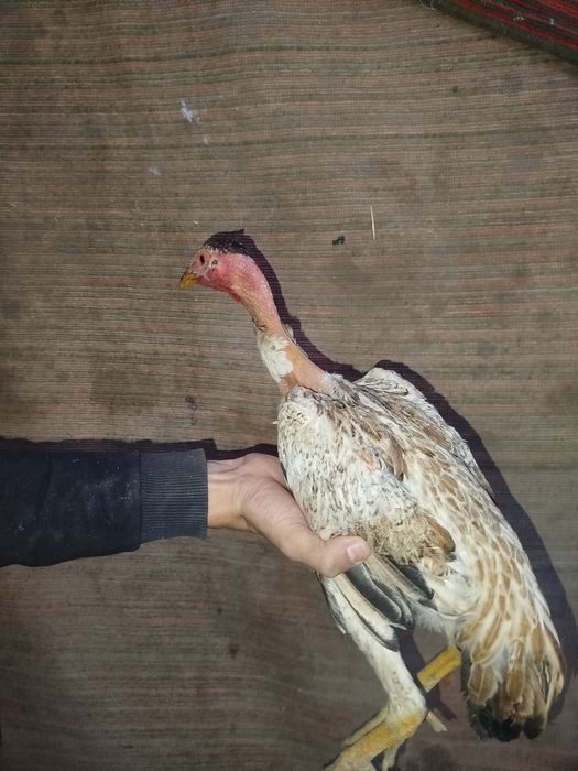 Madakaskar mokiyonchalar sotilad. i dakan