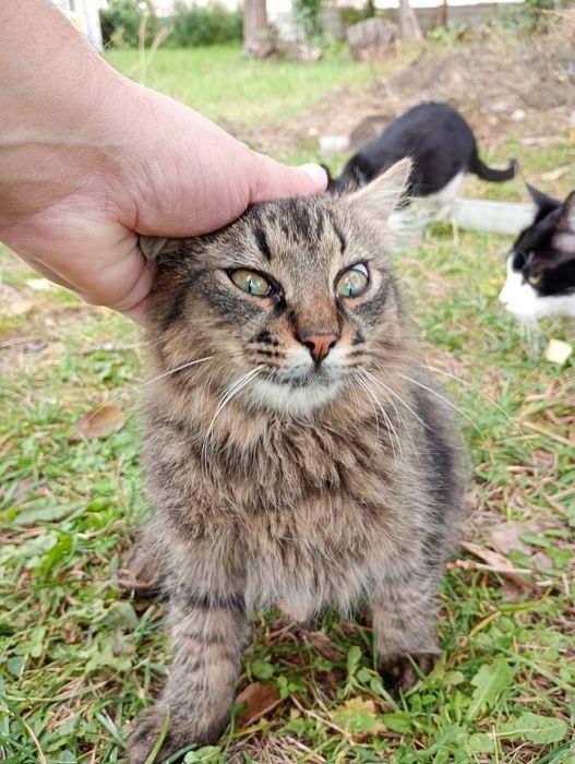 Pisicuți spre adopție