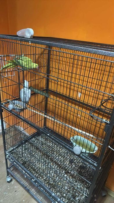 Papagali Diferite Rase